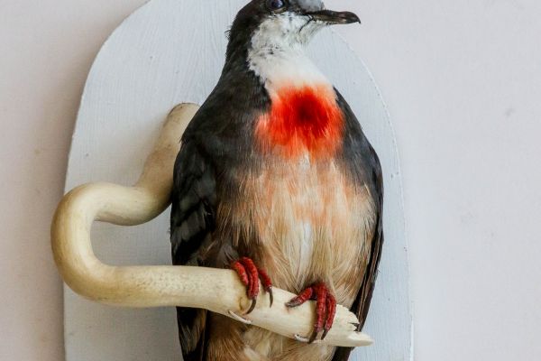 bleeding-heart-dove1389CAB6A-5FFF-B4A8-1096-F64E594A8B51.jpg