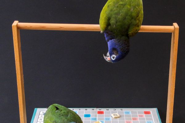 blue-headed-parrots777C1304-B5E3-B96C-B0F6-98C2B6FBAB8D.jpg