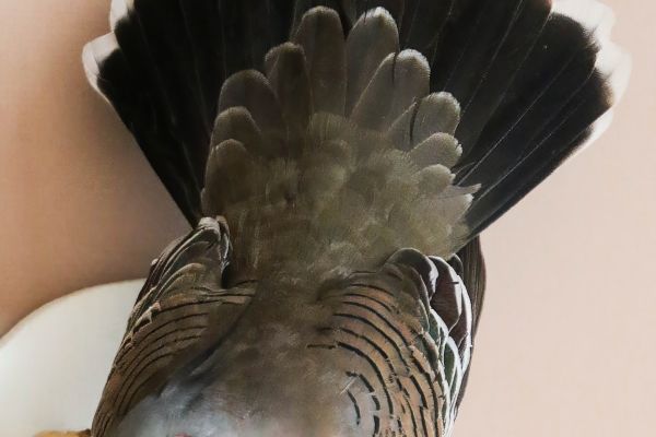 crested-dove200B1A84-2649-2482-CEFE-E475717E5CD8.jpeg