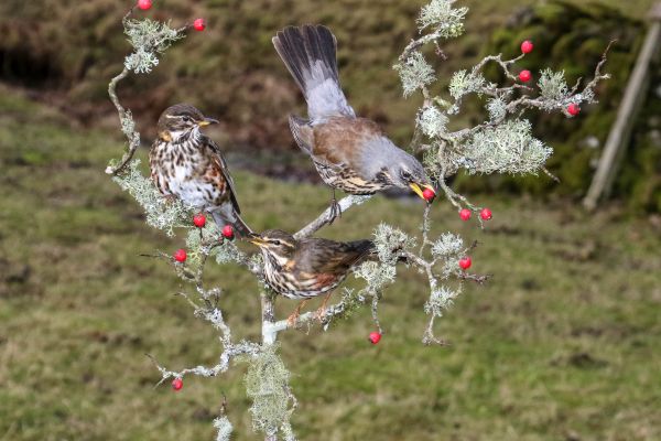 for-sale-fieldfare-and-redwings9751580B-C92D-A6BE-DEB2-65E76814FF5B.jpg