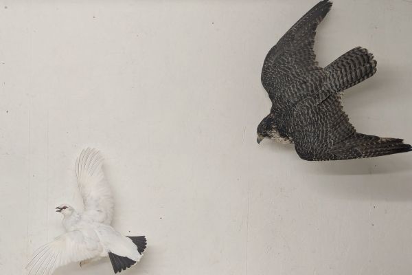for-sale-gyr-falcon-and-ptarmigan14F37E7A-750C-CF0C-8EBD-33608D09C14A.jpg