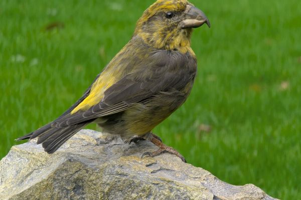 for-sale-parrot-crossbill0233F0EB-6E77-FE9C-A55B-620E62E07146.jpg