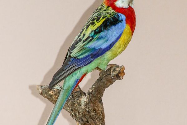 golden-mantel-rosella098251B0-A3E3-F2CB-6172-B05E34507FE6.jpg