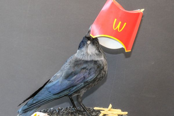 jackdaw-at-mcdonaldsA6981CB4-FE6D-3210-0B66-5DFFCE1EC6E0.jpg