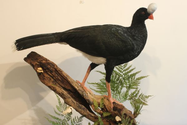 northern-helmeted-curassow-0074F4D0C1D-BA24-DEDF-5847-FF341C6381F4.jpg
