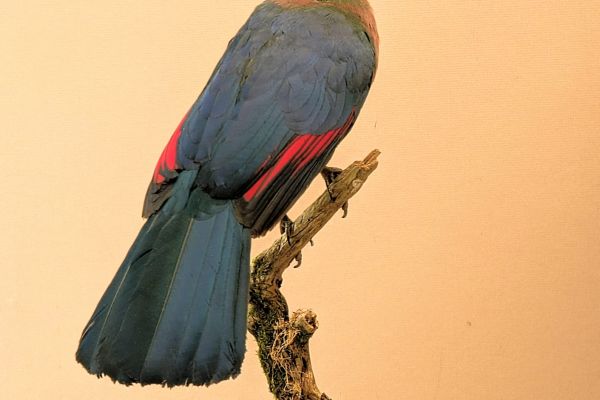 purple-crested-touraco8C252F4A-AA34-8C4E-C98B-BEB5E81C96E5.jpg
