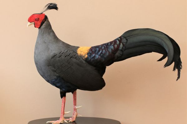 siamese-fireback-2018DE8570F6-E9C3-D82B-BA9A-A934FD4B50BD.jpg