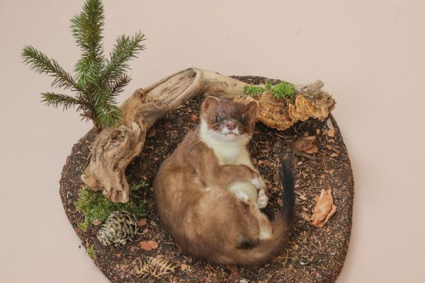 stoat-with-egg169C7DFD3-AF78-1CA8-A8F4-678C71C0926A.jpg