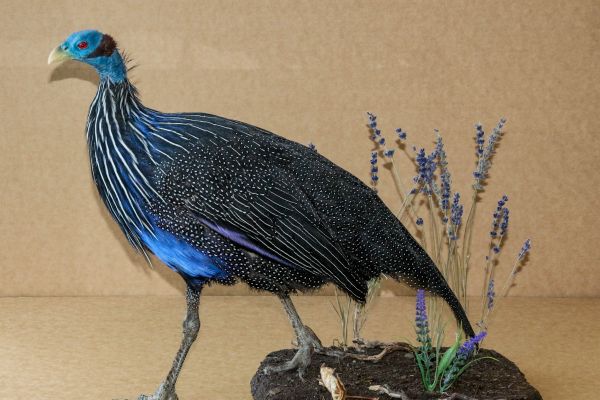 vulturine-guineafowl133F6168B-A490-6521-1E10-A8745A45B207.jpg