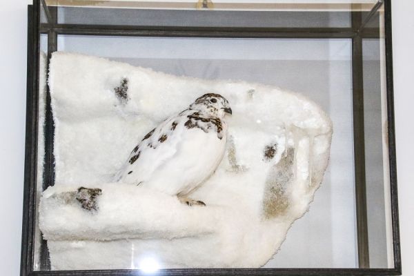 website-update-ptarmiganB2F154CB-5E3B-B069-D381-A2CCD7ACE4A2.jpg