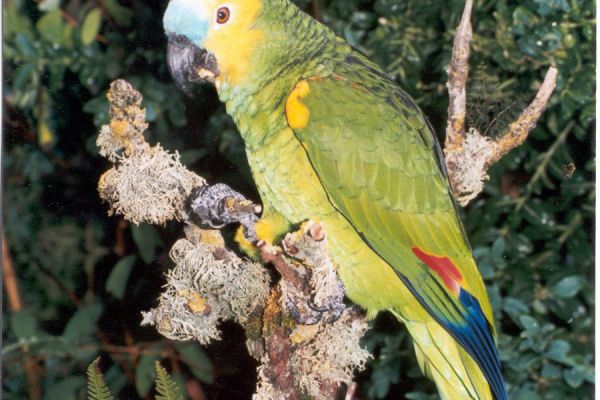 bird-10-20120921-123164262935624592-F9CB-39E6-6D4A-A05C2684B0A9.jpg