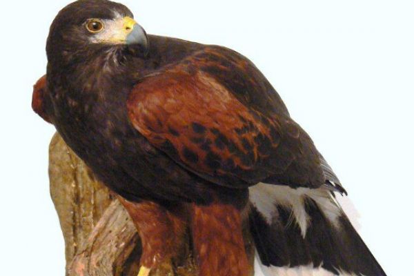 bird-4-20120921-1948332722A41AFD77-E750-66C3-0907-331E13D44CFA.jpg
