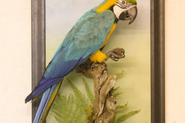 blue-and-gold-macaw-2-birds191694C8-5E5E-CD08-3667-5366BEE68675.jpg