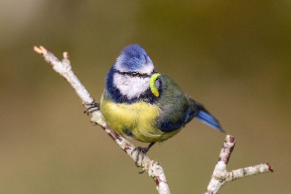 blue-tit1F338A6BE-6E48-D772-136E-6FC944BEF172.jpg