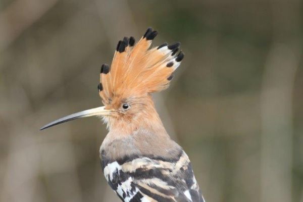 hoopoe-birdsAC7B621A-7D59-41B5-AE2C-7DD511D553ED.jpg