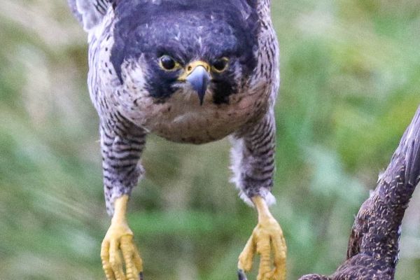 peregrine-and-grouseFEF13C26-768F-4CA6-A84D-7BF0AE4919E2.jpg