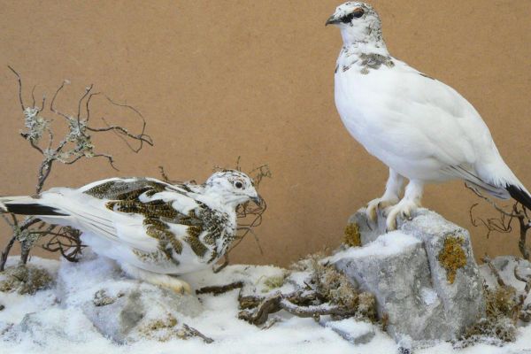 ptarmigan-birds21C7878C-4EE2-192B-457A-70E1238A1F5C.jpg
