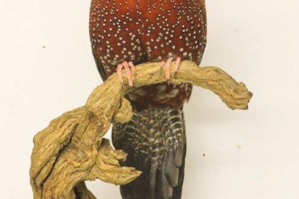 satyr-tragopan-birds4CA9653C-A65D-1494-EC15-B1261476FDE5.jpg
