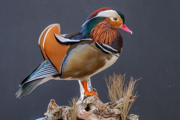 websie-update-mandarin-duckFAAFA513-3008-EA1A-9262-3673B6AD5D3D.jpg