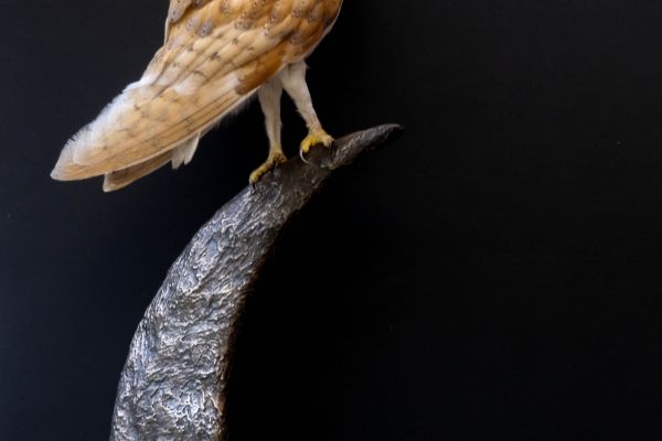 website-2021-barn-owl28C39129-BFD9-C044-0B5A-5C1E944370E0.jpg