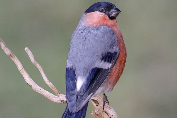 website-update-2021-bullfinch2EC9C49B-8601-B130-D7AE-BF279742DFCC.jpg