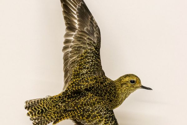 website-update-golden-plover25C55DF7-8D1D-1959-7243-BCC90E67B600.jpg