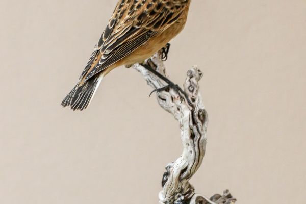 website-update-whinchat3120D0BE-AADB-4AA6-6E06-01EF68D81121.jpg