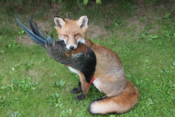 fox-mammalsA1113D30-8E8A-CA87-B766-38F1A816D540.jpg