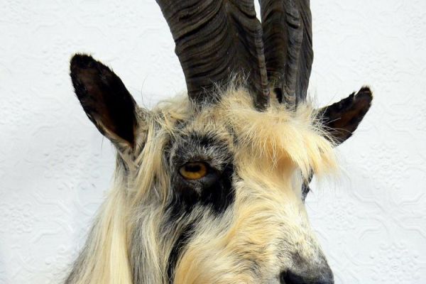 mammal-12-20120921-1343550951E4CFB23D-6A04-CCE6-5864-E95DFDC894D9.jpg