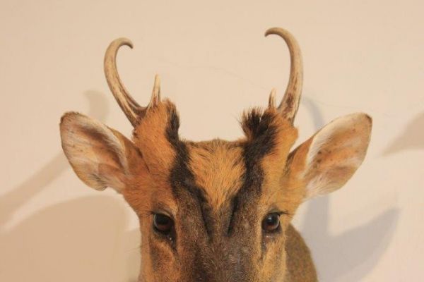 muntjac-mammals31283EF6-647D-F625-D4E4-7DF45B38E26C.jpg
