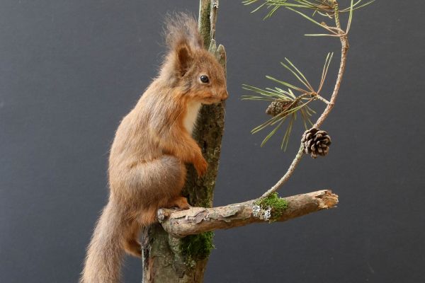 website-update-red-squirrelC6B79958-04B8-895F-0624-73B0E4C6BFAE.jpg